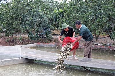 Giữa đất Hà thành: &#34;Đào&#34; sông trong ao nuôi cá dày đặc kiểu Mỹ - 2