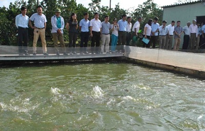 Giữa đất Hà thành: &#34;Đào&#34; sông trong ao nuôi cá dày đặc kiểu Mỹ - 3