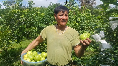 Làm giàu ở nông thôn: Trồng giống ổi to, ngọt, giòn, bán như tôm tươi - 1