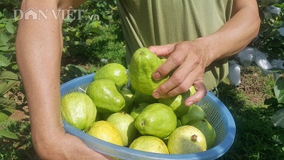 Làm giàu ở nông thôn: Trồng giống ổi to, ngọt, giòn, bán như tôm tươi - 3