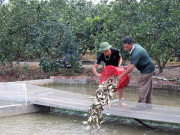 Thị trường - Tiêu dùng - Giữa đất Hà thành: &quot;Đào&quot; sông trong ao nuôi cá dày đặc kiểu Mỹ