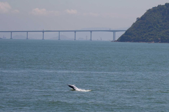 Cầu vượt biển dài nhất thế giới của Trung Quốc bức tử đàn cá heo hiếm - 1