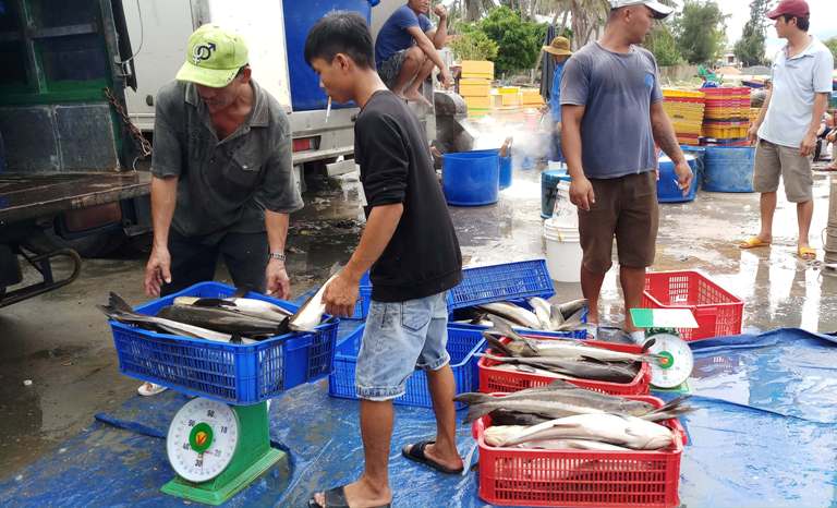 Khánh Hòa: Ngư dân bán hàng ngàn con cá bớp giá bèo bọt - 1