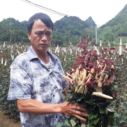 Làm giàu ở nông thôn: Chỉ thu 1 lứa hoa hồng mà có gần 1 tỷ - 1