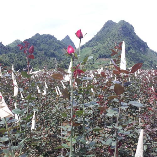 Làm giàu ở nông thôn: Chỉ thu 1 lứa hoa hồng mà có gần 1 tỷ - 2