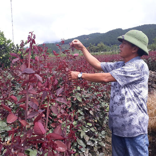 Làm giàu ở nông thôn: Chỉ thu 1 lứa hoa hồng mà có gần 1 tỷ - 3