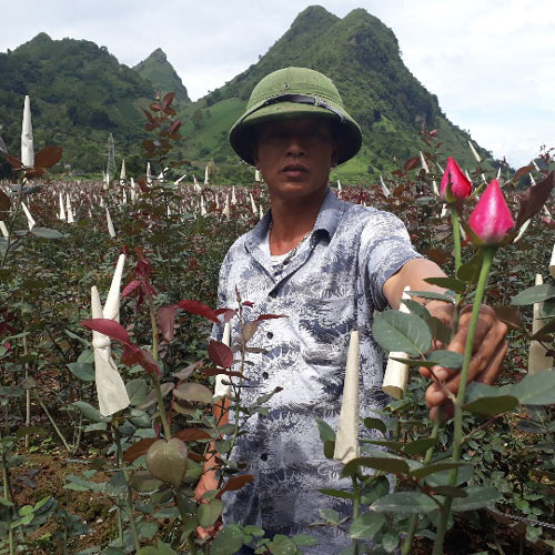 Làm giàu ở nông thôn: Chỉ thu 1 lứa hoa hồng mà có gần 1 tỷ - 4