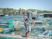 Thị trường - Tiêu dùng - Tôm hùm, cá bớp chết la liệt, người nuôi chớp mắt mất tiền tỉ