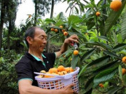 Thị trường - Tiêu dùng - Lãi đậm nhờ &quot;trốn vợ&quot; trồng cây thảo dược trăm năm