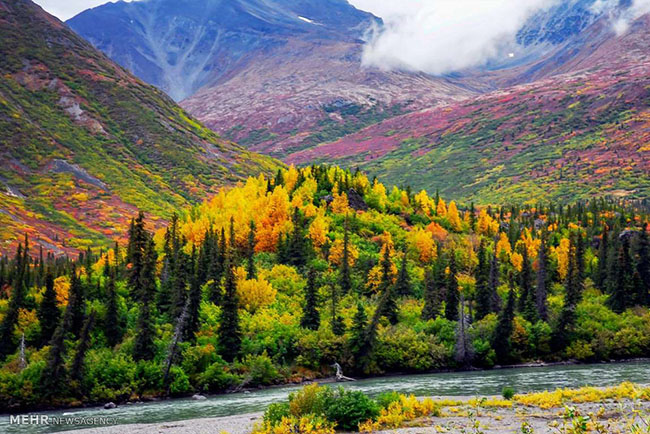 Rừng thu với màu sắc đan xen tuyệt đẹp ở Alaska.
