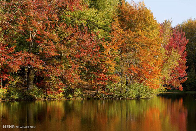 Sắc lá vàng, lá đỏ vào mùa thu ở Quebec, Canada.
