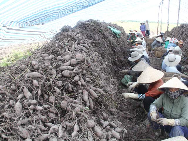 Trung Quốc ngừng mua khoai lang, Vĩnh Long &#34;cầu cứu&#34; Bộ Nông nghiệp - 1