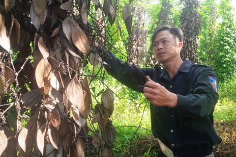 Kon Tum: Hàng loạt trụ &#34;vàng đen&#34; chết đứng, nông dân &#34;tiền mất, nợ mang&#34; - 1