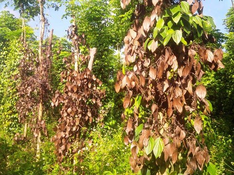 Kon Tum: Hàng loạt trụ &#34;vàng đen&#34; chết đứng, nông dân &#34;tiền mất, nợ mang&#34; - 2