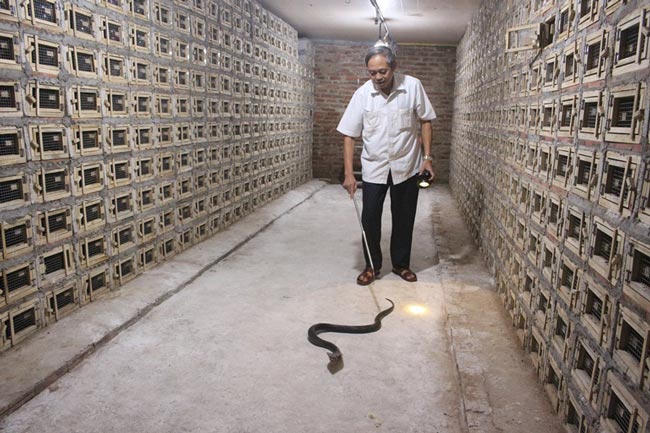 Một Hợp tác xã nuôi đàn rắn hổ mang cực độc lên tới 30.000 con - 1