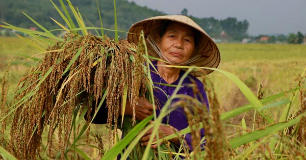 &#34;Kỳ lạ&#34; loại lúa chín không ngả vàng, bán cao gấp 3 lần lúa thường - 1