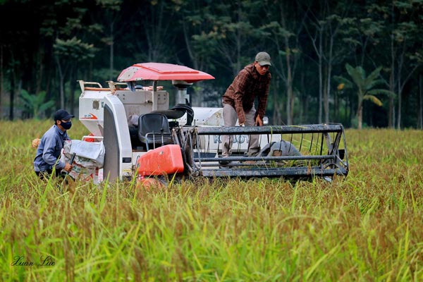 &#34;Kỳ lạ&#34; loại lúa chín không ngả vàng, bán cao gấp 3 lần lúa thường - 2