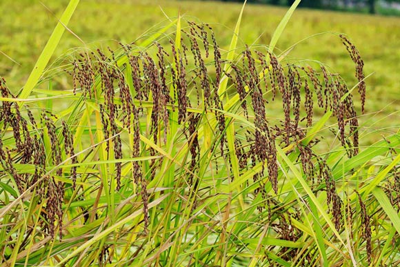 &#34;Kỳ lạ&#34; loại lúa chín không ngả vàng, bán cao gấp 3 lần lúa thường - 3