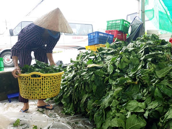 Mua lá nhàu bất thường ở Cà Mau: Mập mờ thông tin thương lái - 1