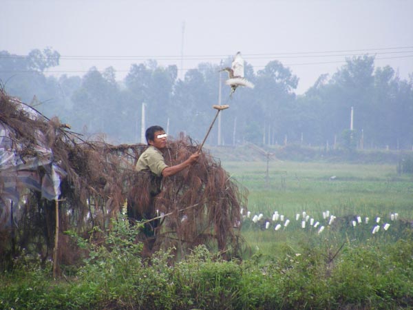 Nghệ An: Rùng mình, chim trời bị khâu mắt, vặt lông sống giữa đồng - 2