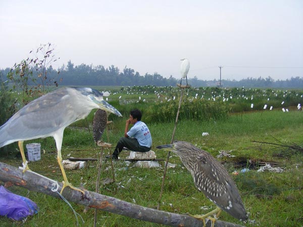 Nghệ An: Rùng mình, chim trời bị khâu mắt, vặt lông sống giữa đồng - 3