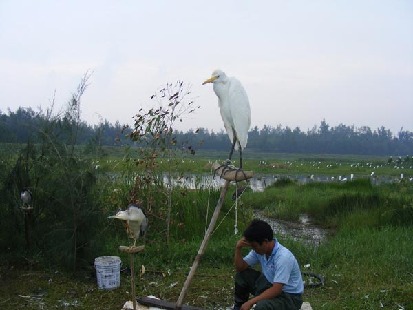 Nghệ An: Rùng mình, chim trời bị khâu mắt, vặt lông sống giữa đồng - 4