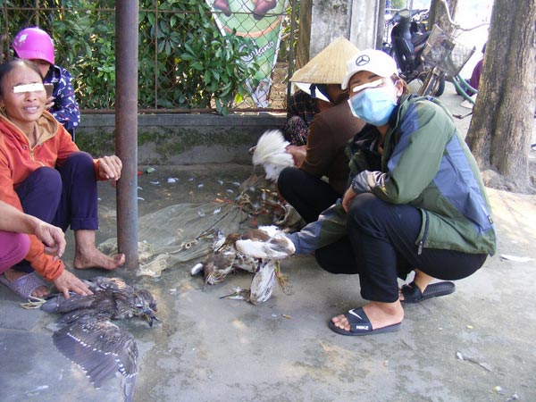 Nghệ An: Rùng mình, chim trời bị khâu mắt, vặt lông sống giữa đồng - 5