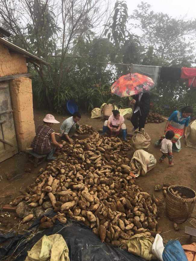 Một gia đình thu hoạch shin cô trên đỉnh mây mù Y Tý.