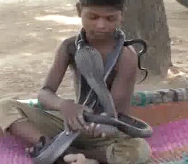 Video: Cậu bé 7 tuổi ăn ngủ, dùng dầu dưỡng tắm cho hổ mang chúa kịch độc - 1
