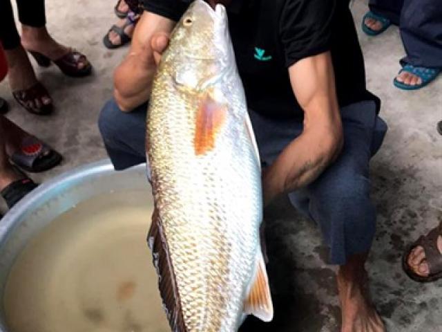 Cá vàng óng ánh nặng 5kg mắc câu ngư dân
