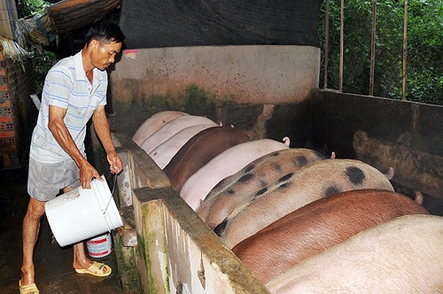 “Thủ phủ” chăn nuôi Đồng Nai e dè trước sức ép thịt giá rẻ nhập khẩu - 1