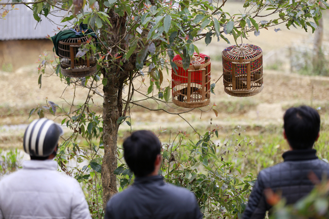 Ngoài bán trâu, chợ Cán Cấu còn nổi tiếng khắp vùng Tây Bắc với phiên chợ trao đổi, buôn bán chim cảnh.
