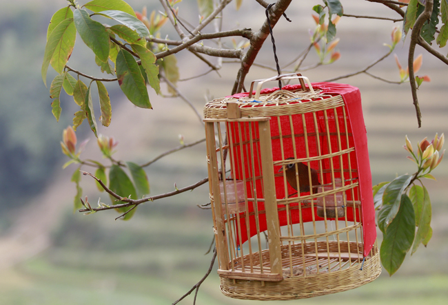 Chim chủ yếu là họa mi, vành khuyên, sáo, vẹt... để đánh giá một chú chim có giá trị và đắt tiền, người mua sẽ lắng nghe tiếng chim hót, cách bay nhảy trong lồng để biết sức khỏe có tốt hay không.
