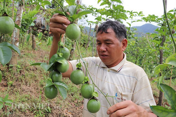 Làm vườn treo &#34;ngọc xanh&#34; nơi heo hút, lão nông người Thái sống khỏe - 2