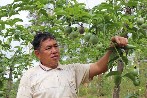 Làm vườn treo &#34;ngọc xanh&#34; nơi heo hút, lão nông người Thái sống khỏe - 3