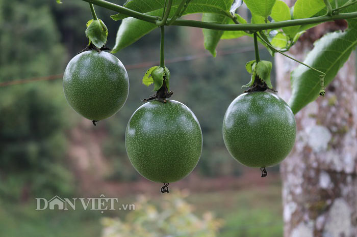 Làm vườn treo &#34;ngọc xanh&#34; nơi heo hút, lão nông người Thái sống khỏe - 4