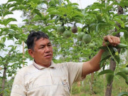 Thị trường - Tiêu dùng - Làm vườn treo &quot;ngọc xanh&quot; nơi heo hút, lão nông người Thái sống khỏe