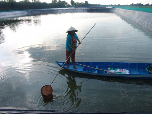 Long An: Cá tra giống chết trắng ao, nông dân trắng đêm &#34;giải cứu&#34; - 4