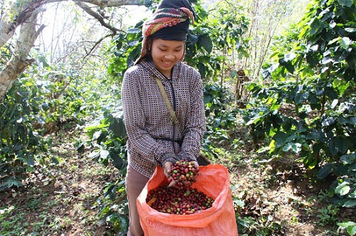 Mùa thu hoạch cà phê Sơn La, được bao nhiêu thương lái &#34;khuân&#34; hết - 7