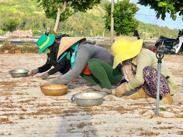 ”Vàng trắng” Lý Sơn chờ giải cứu, người dân bấm bụng vào vụ mới