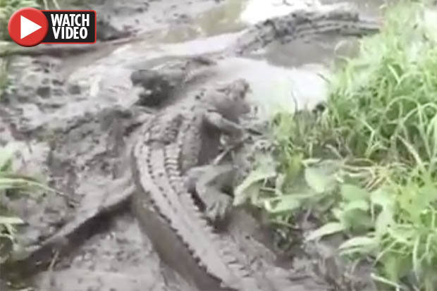 Video: Điều xảy ra khi cá sấu nhỏ dám tấn công đồng loại to lớn - 1