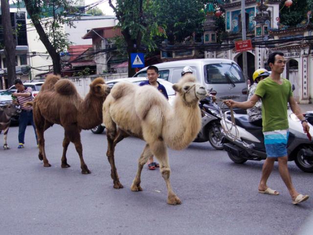 Lạc đà sa mạc bỗng “đi lạc” vào phố Hà Nội khiến nhiều người bất ngờ