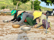 Thị trường - Tiêu dùng - &quot;Vàng trắng&quot; Lý Sơn chờ giải cứu, người dân bấm bụng vào vụ mới