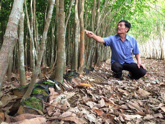 Chịu án oan 10 năm vì mấy con bò, cựu binh đòi bồi thường gần 18 tỷ đồng - 3