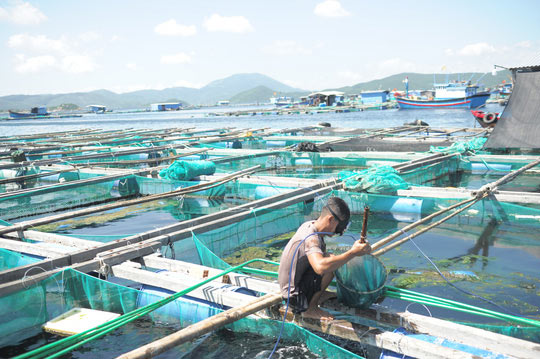Tôm hùm, cá bớp ở Vân Phong chết hàng loạt vì tảo độc - 1