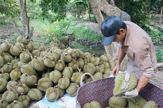 Vắng bóng thương lái mua sầu riêng, nông dân miền Tây lo lắng - 1