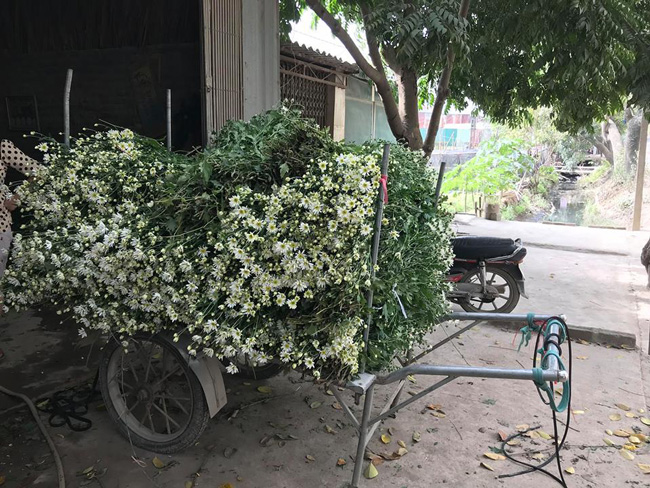 Ở Hà Nội, cúc họa mi được trồng nhiều Nhật Tân và Tây Tựu. Đang là đầu vụ, hoa ở vườn chưa nở nhiều, thường rất hiếm hàng nên cúc họa mi luôn trong tình trạng cháy hàng.