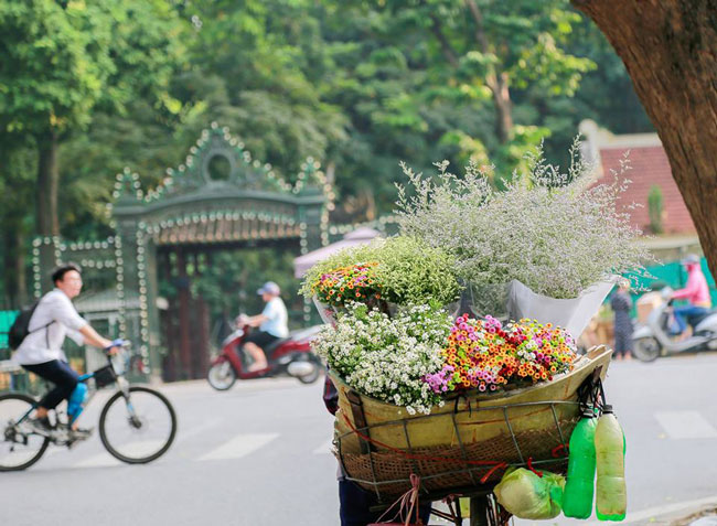 Thời điểm hiện tại, loài hoa này được bày bán trên khắp các tuyến đường ở Hà Nội. Cụ thể, một số tuyến đường như Hoàng Hoa Thám, Nguyễn Chí Thanh, Nguyễn Trãi…