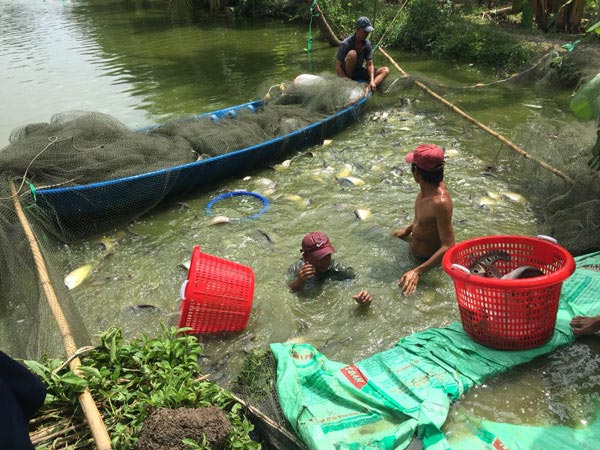 Nuôi loài cá đẹp mã trong ao, sau 8 tháng mà lời tới 3,5 tỷ đồng - 2