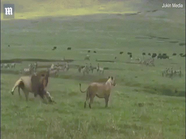 Video chó dũng cảm xua đuổi cặp sư tử đang giao phối và diễn biến kỳ lạ